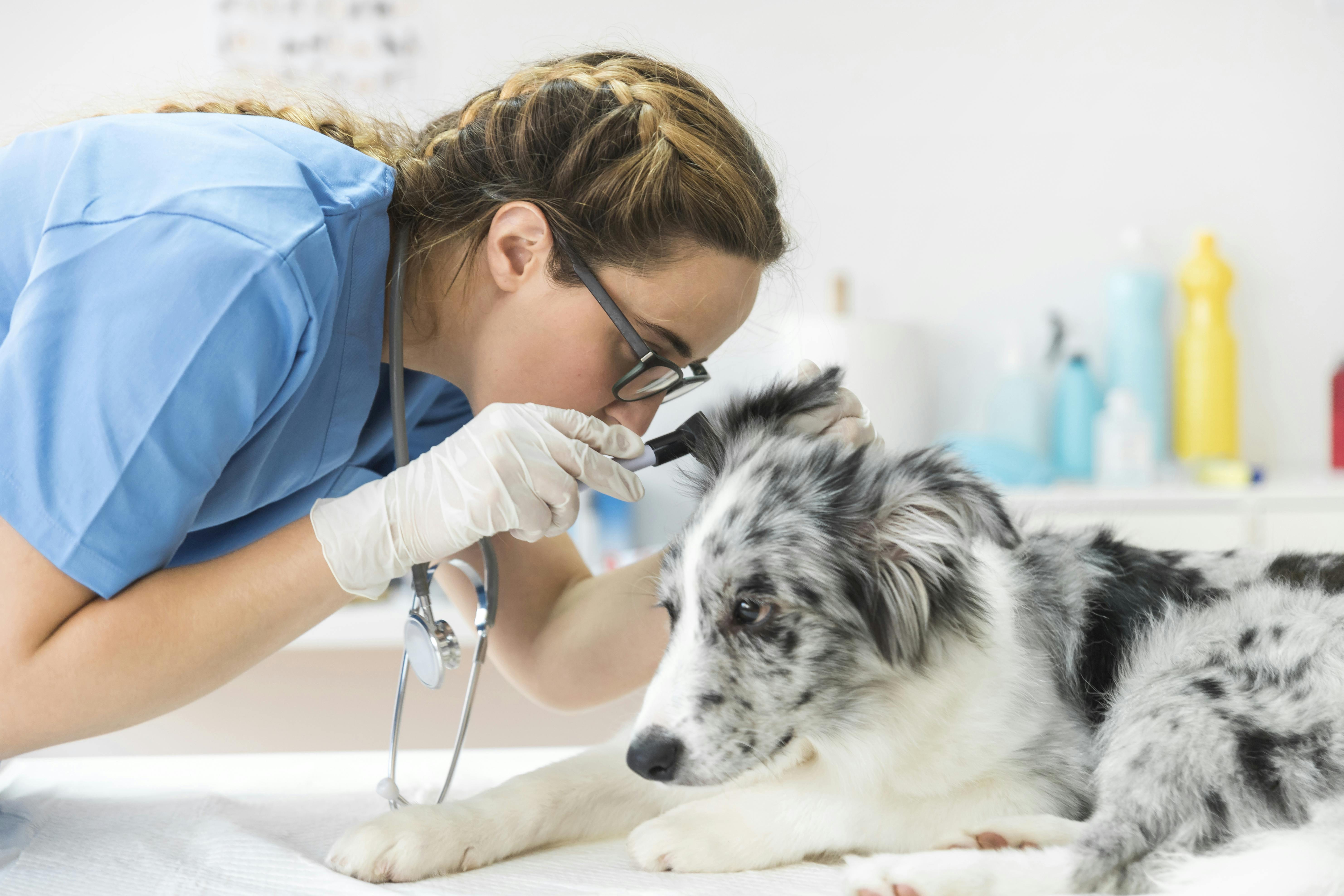 Veterinarian in a Clinic